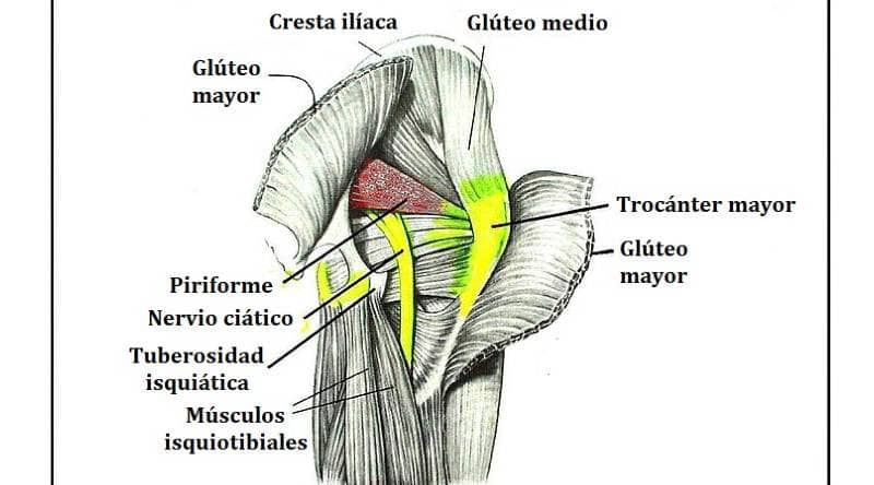 Lifting Weights with Piriformis Pain: A Guide to Managing Piriformis Syndrome While Staying Strong